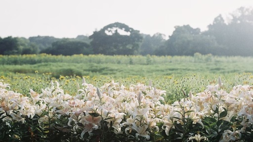 カメラを持って四季の花を楽しもう 〜6月、7月の草花手帳〜