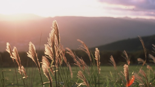 カメラを持って四季の花を楽しもう 〜8月、9月の草花手帳〜