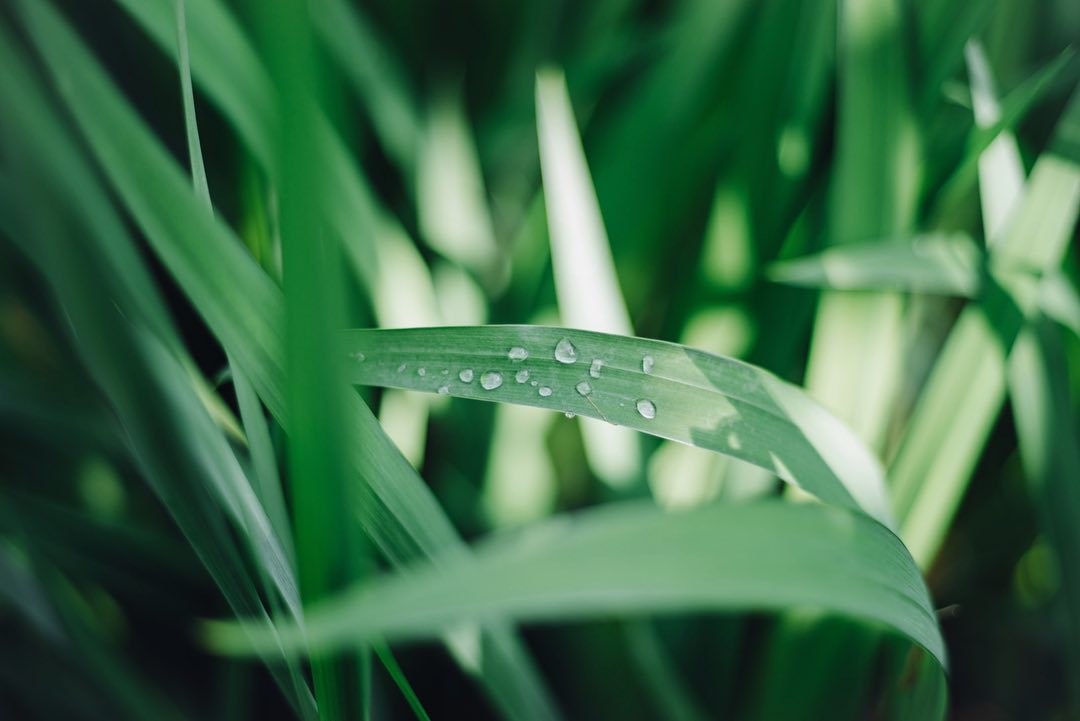 PENTAX K-1 / smc PENTAX-FA 31mm F1.8 Limited