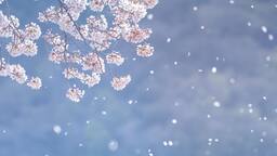 まるで人間の心のよう。 まだ気づいていない何かを、花に教えてもらいながら まるで人間の心のよう。 まだ気づいていない何かを、花に教えてもらいながら