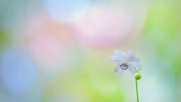 一番は楽しく撮影すること。 ときめきや癒しを与えられる一枚を追い求めていく 一番は楽しく撮影すること。 ときめきや癒しを与えられる一枚を追い求めていく