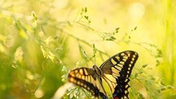 目指すは半農半カメラマン。 古民家暮らしを通じて切り取る、日本の美しい四季 目指すは半農半カメラマン。 古民家暮らしを通じて切り取る、日本の美しい四季