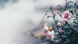 花と光とオールドレンズ と。 枯れ花と光に見出したストーリーを切り取って