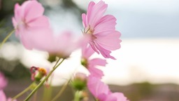 大好きなお花を、実物より可愛く・優しく・美しく。 カメラを持って広がった私の世界