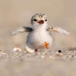 まるちゃん まるちゃん